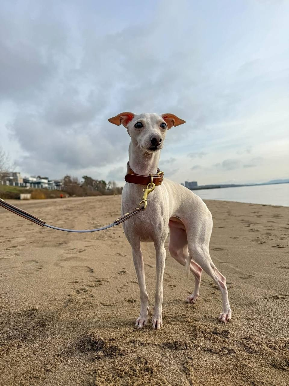 Белые девочки. Профессиональный питомник левреток РКФ/FCI ASTI SAPPHIRE 💎 Сочи|Санкт-Петербург