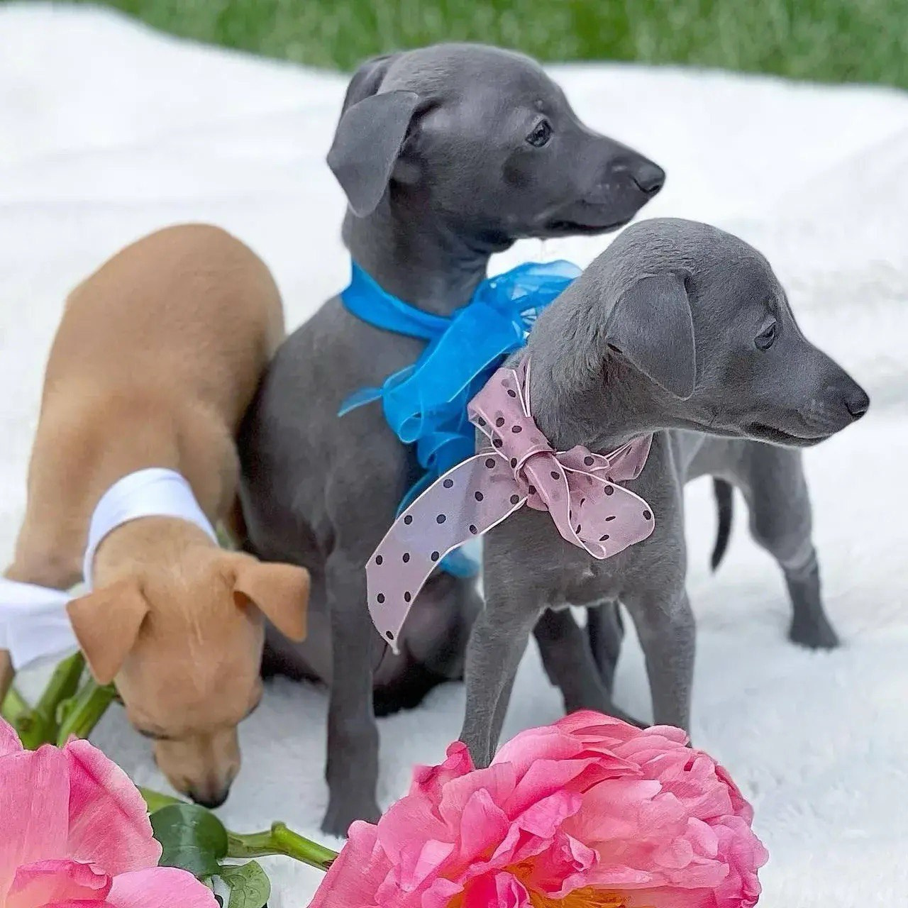 Asti Sapphire Eveline Fler-De-Lys. Профессиональный питомник левреток РКФ/FCI ASTI SAPPHIRE 💎 Сочи|Санкт-Петербург