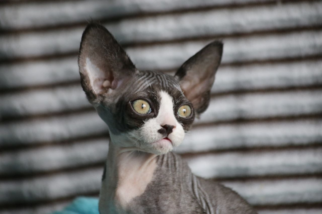 DRX n 03 котик Nevskiy Favorite Manaure готов к резерву 🧿 д/р 03.02.26. Nevskiy Favorite — питомник девон-рексов в Санкт-Петербурге. Здоровые, ласковые и редкие котята