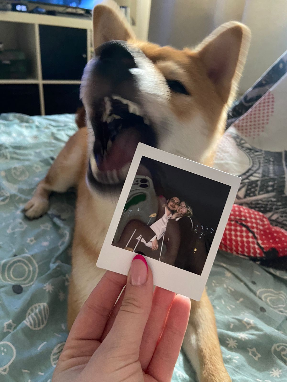 сиба питомник Рубилайт щенки на продажу rubylight  сиба щенки купить