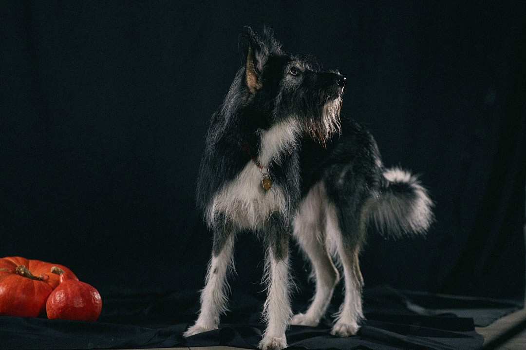 Студийная съемка Пихты. Фотограф-анималист Мартынова Анастасия