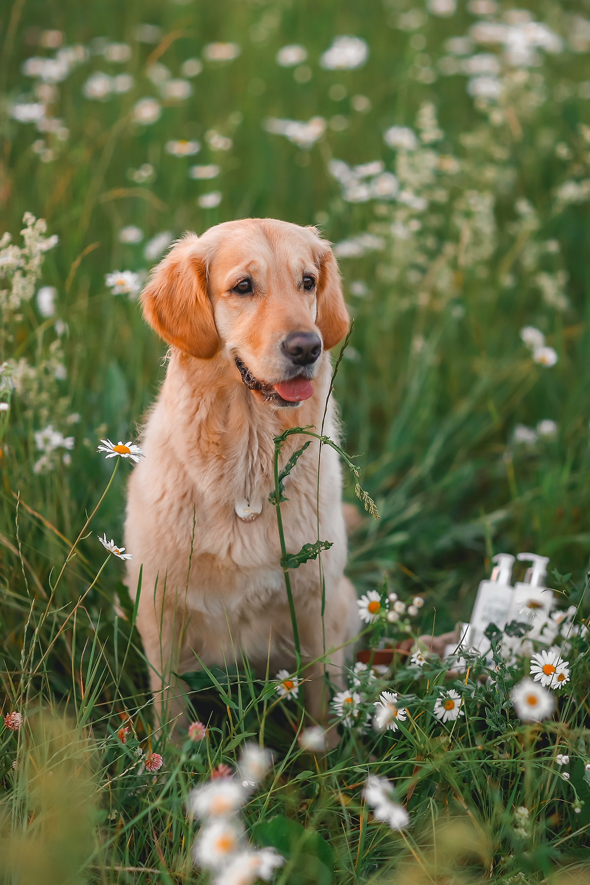 Марина и Чили. Семейный фотограф анималист Мария Крючкова