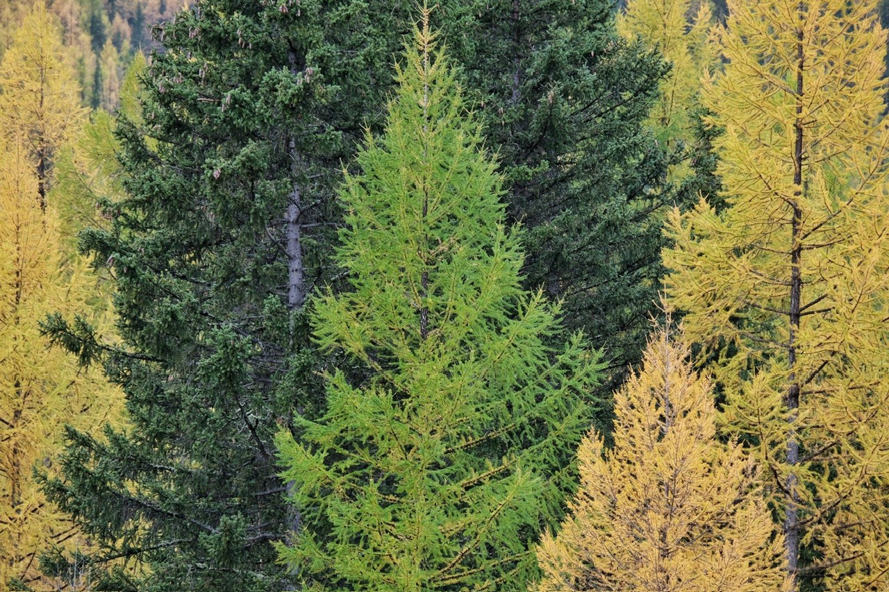 Алтай. Фотограф Евгений Андреев