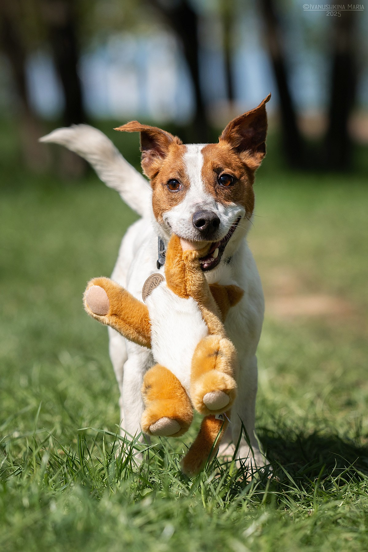 Пиарные фотосессии собак на пристройство. Фотограф собак в Москве и Московской области Иванушкина Мария