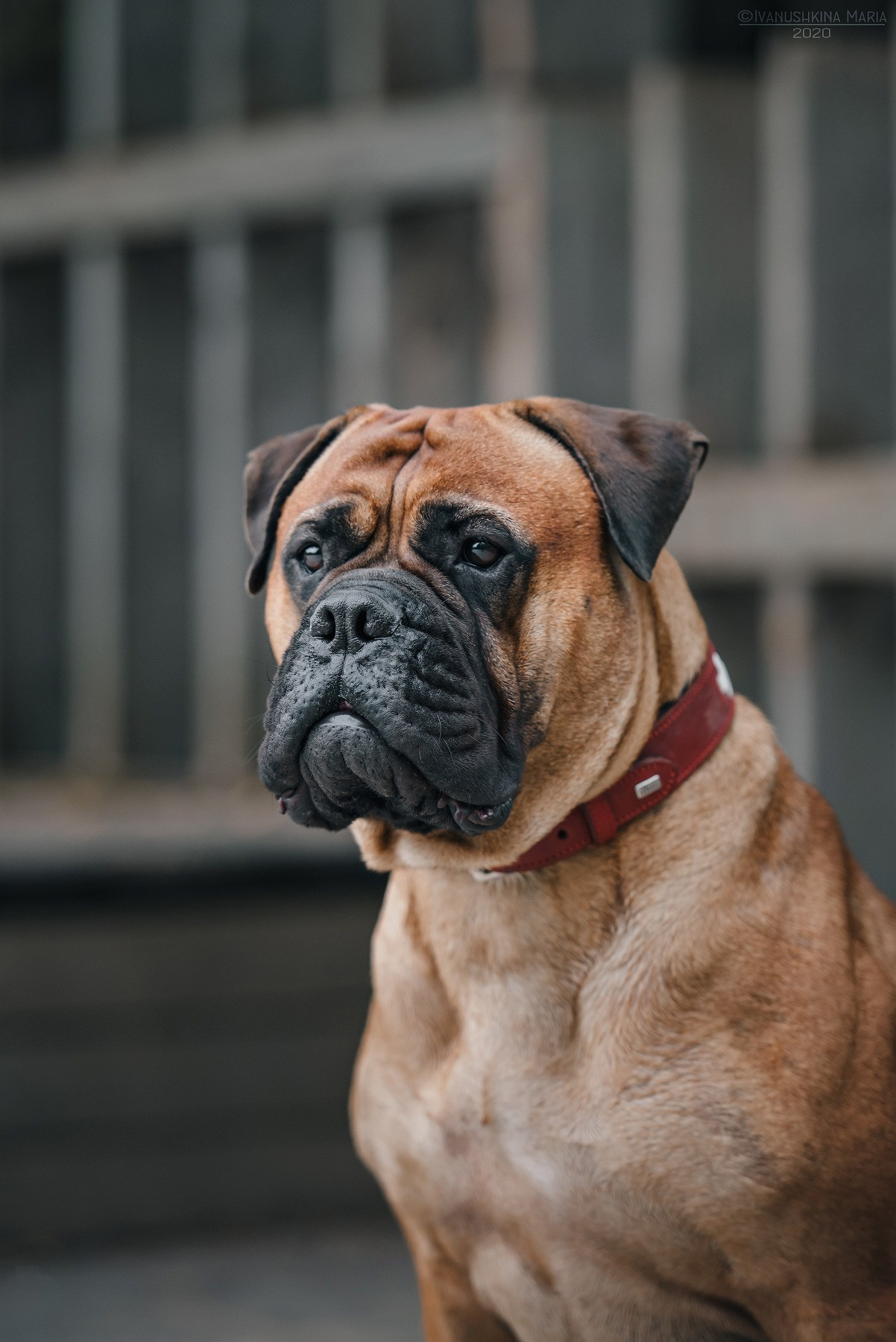 бульмастиф
