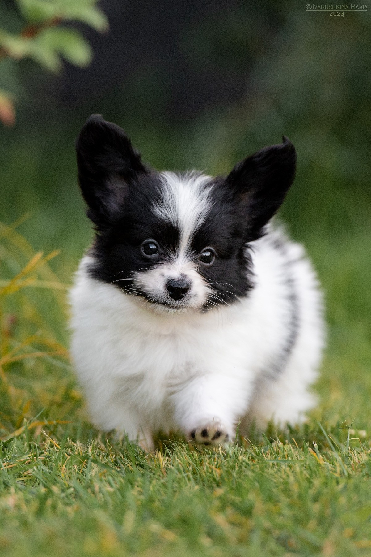 Фотосессия щенков на продажу. Фотограф собак в Москве и Московской области Иванушкина Мария