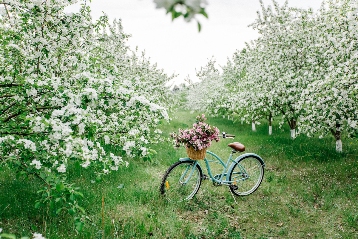 Яблоня. Фотограф Подсумкина Ирина