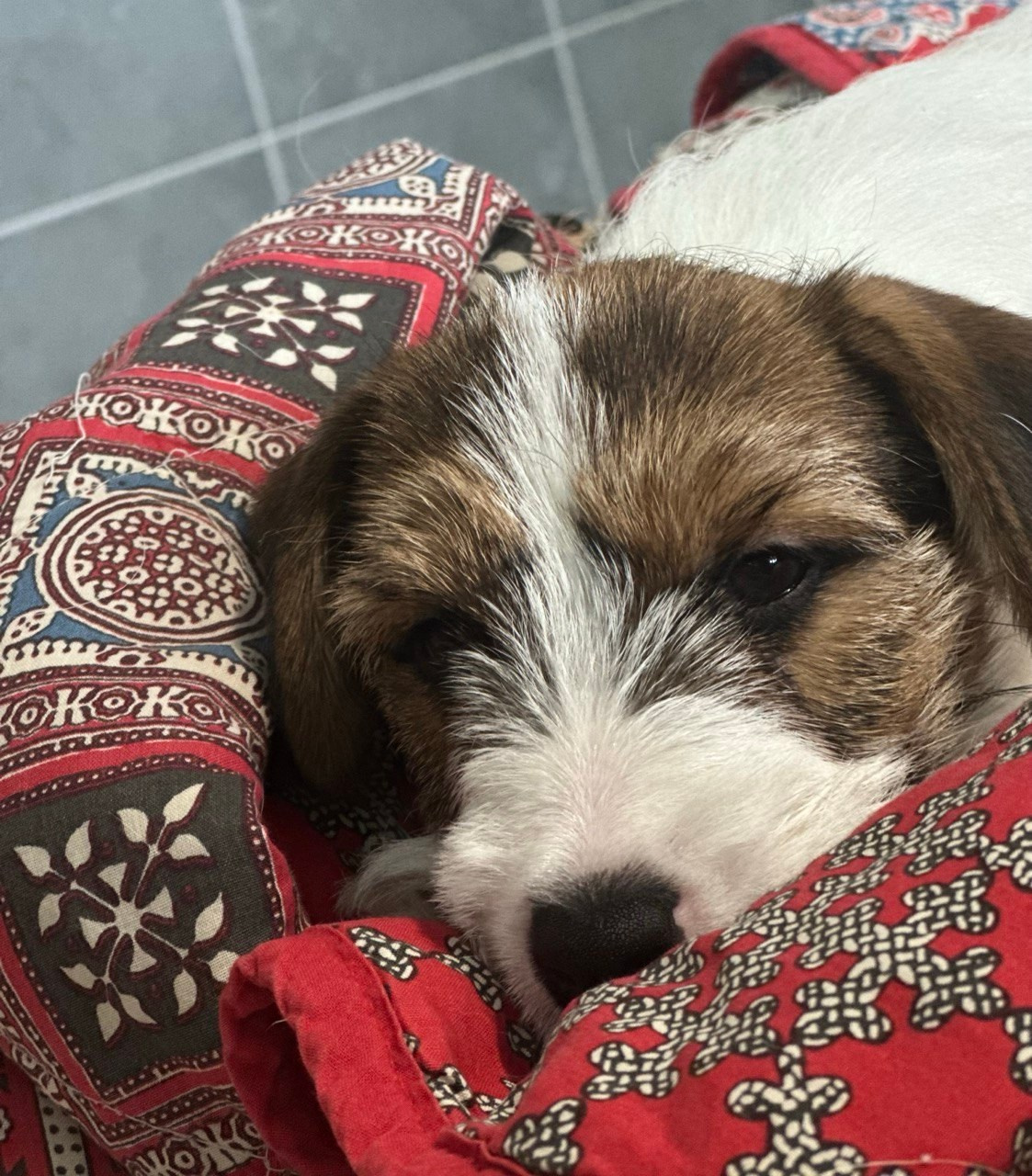 BELIEVE ME. Lovely Orange kennel Jack Russell Terrier FCI/RKF