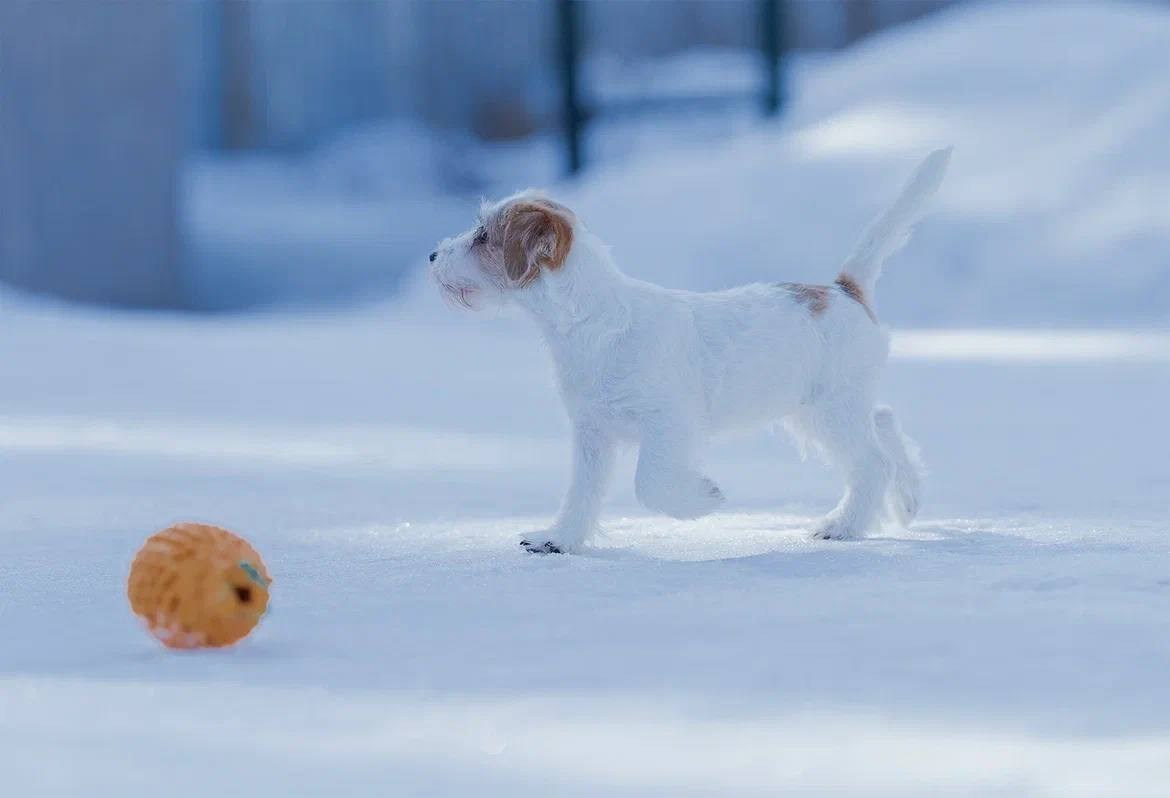 Сука 5. Lovely-Orange питомник джек рассел терьеров