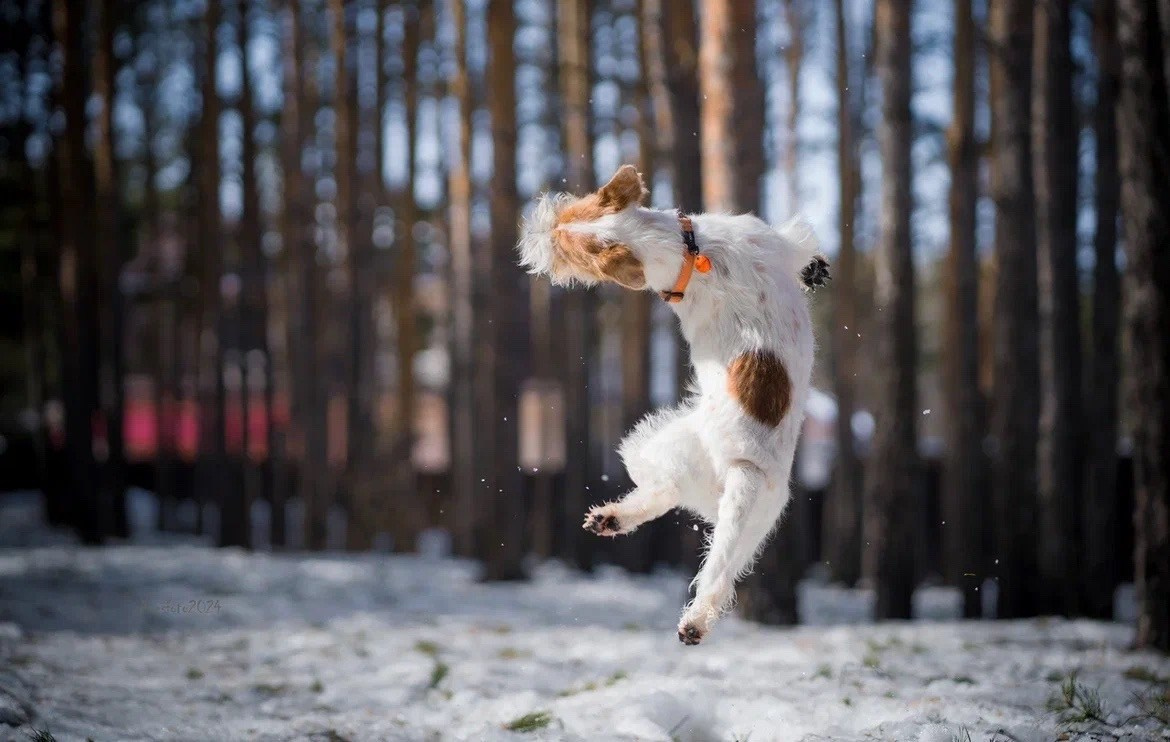 Lovely-Orange Need Hugs. Lovely-Orange питомник джек рассел терьеров