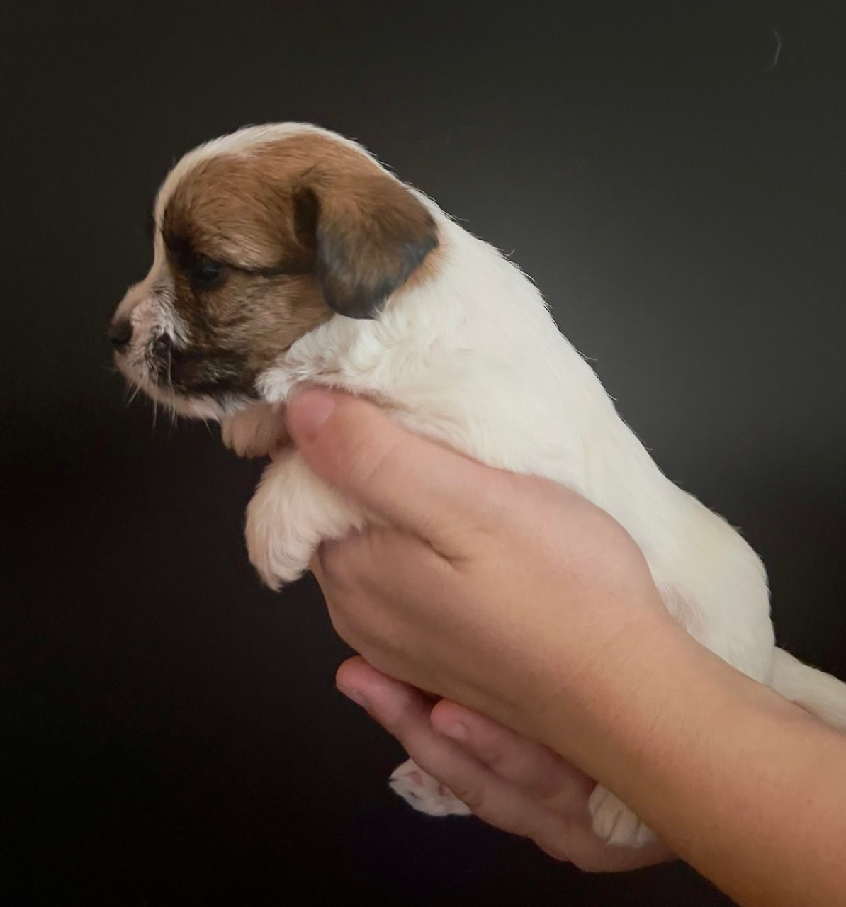 Сука 6. Lovely-Orange питомник джек рассел терьеров