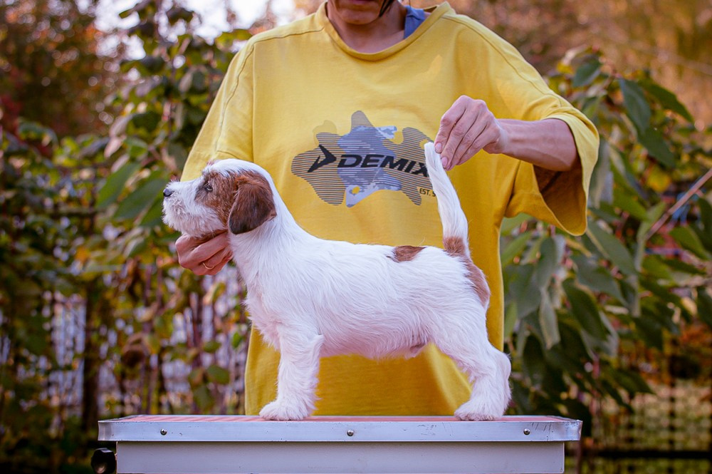 CANE MAESTRO STIMOROL ICE. CANE MAESTRO — kennel Jack Russell Terrier