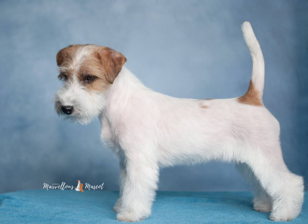 ДЖЕССИКА. CANE MAESTRO — kennel Jack Russell Terrier