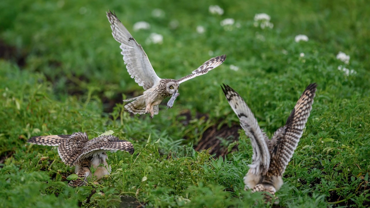 Short eared owl. Wildlife photography by Sergey Puponin