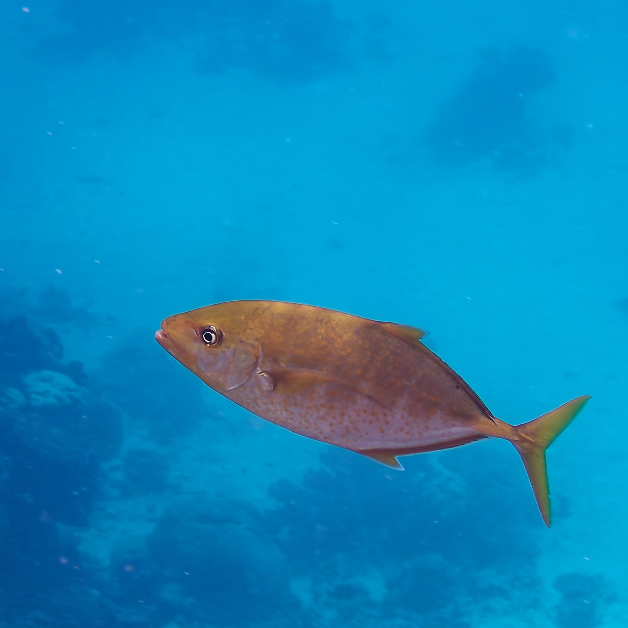 Мне посмотреть. Рыбов показываю