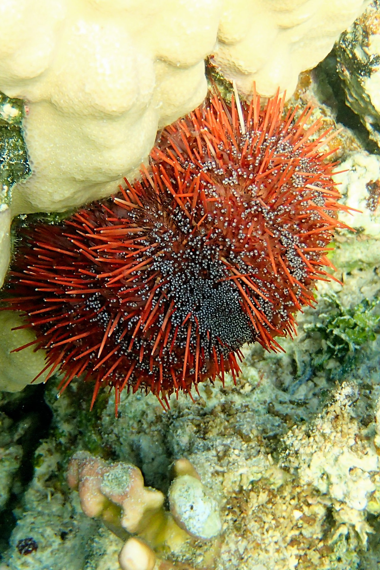 Мне посмотреть. Рыбов показываю