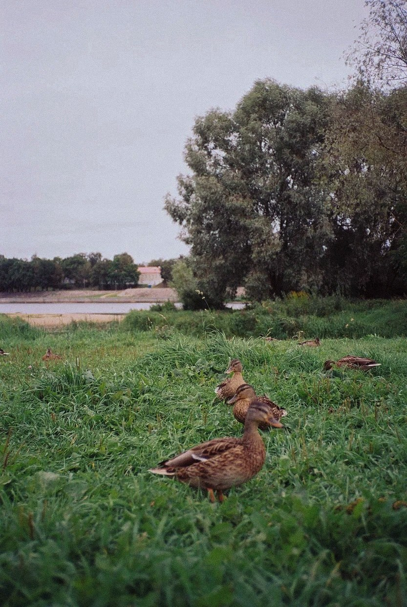 Плёночная история. Фотограф Новгородская Полина | Москва