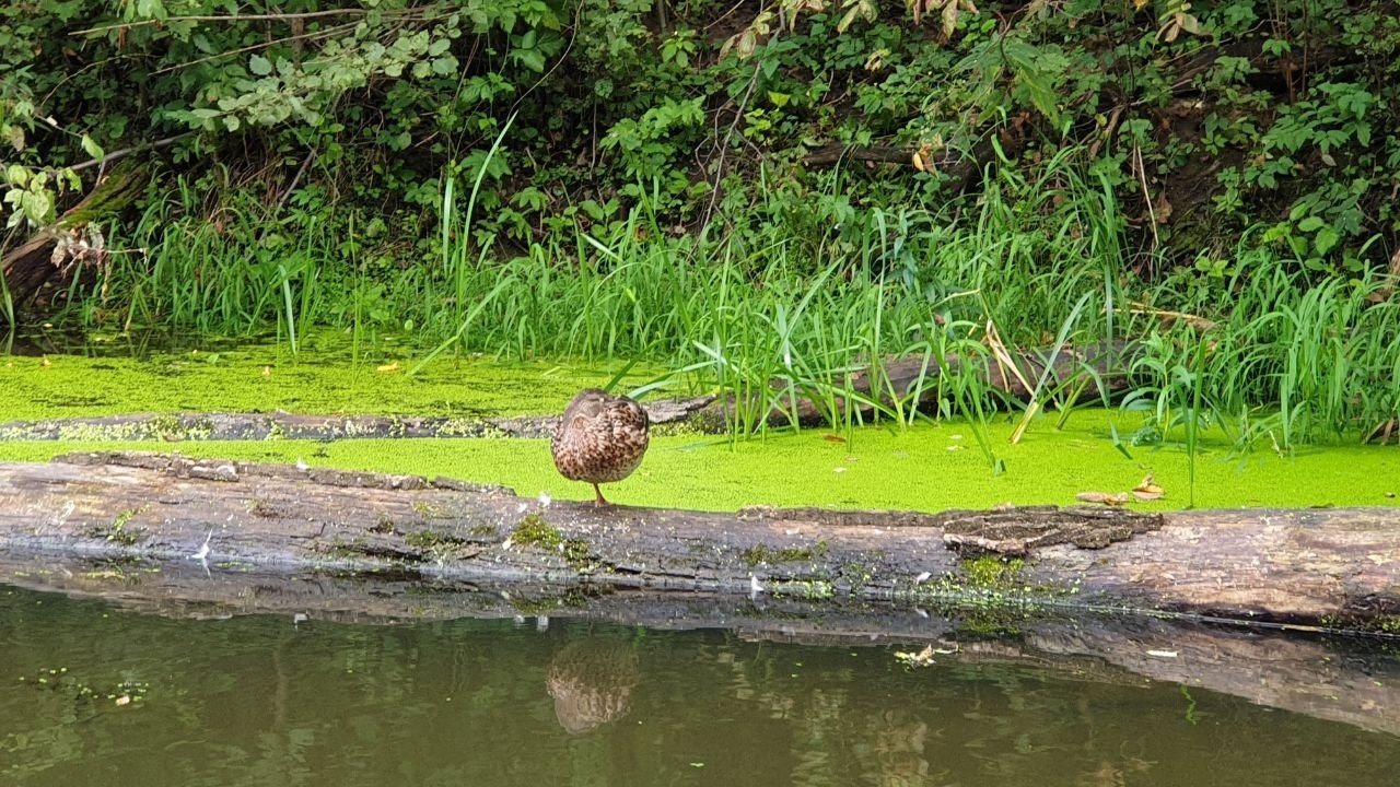 Сплав на сапах | 03.09.2023. Галерея Фантим
