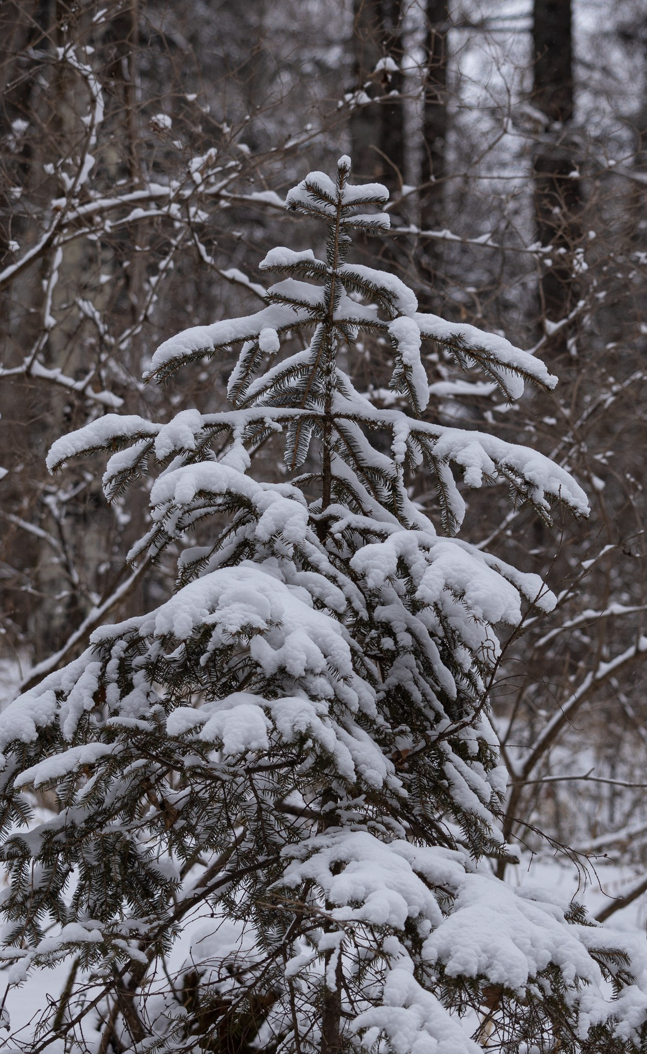 Зимний лес. Константин Кириченко
