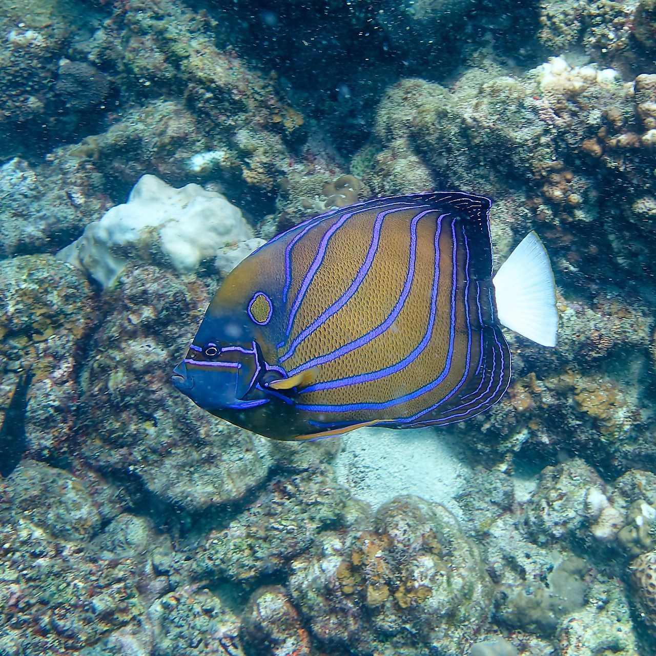 Мне посмотреть. Рыбов показываю