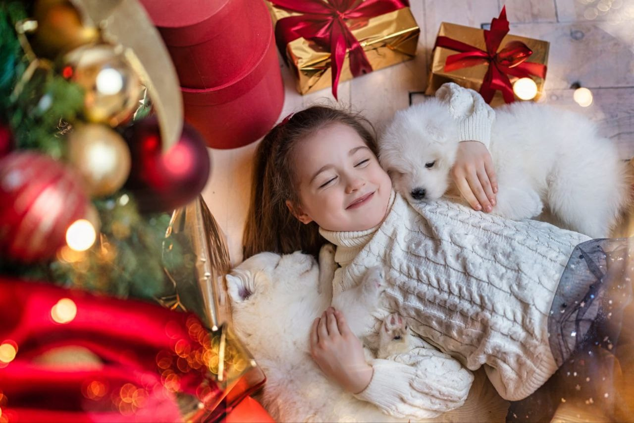 Идет запись на новогоднюю фотосессию с щеночками. Самоед Новосибирск