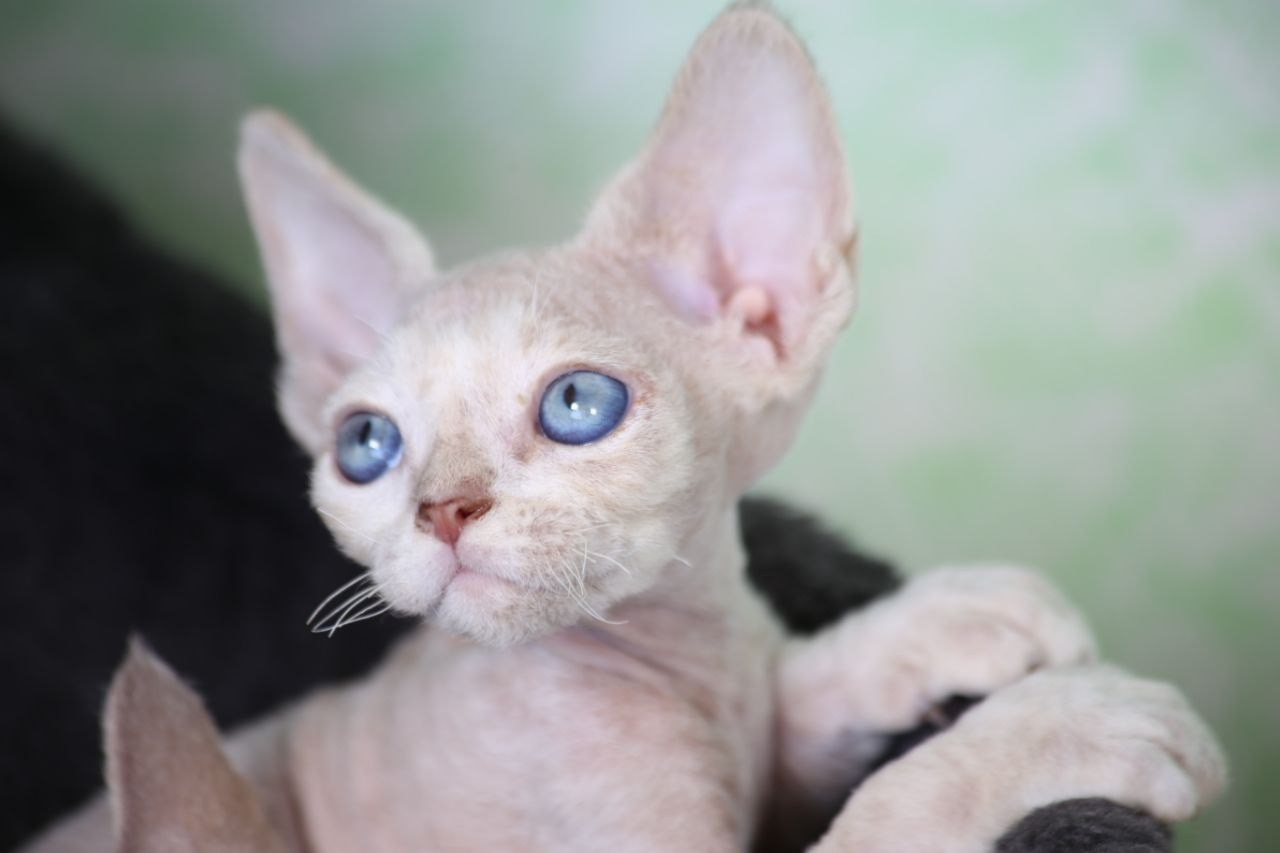 DRX, а 21 32 котик Nevskiy Favorite Qu'Appelle 🧿 д/р 06.04.26. Nevskiy Favorite — питомник девон-рексов в Санкт-Петербурге. Здоровые, ласковые и редкие котята