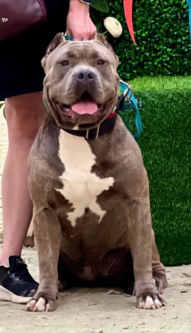 Участие в выставках. Американские булли XL в г. Калининград. Питомник Great Bully UNIVERSE