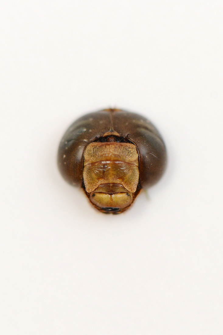 Выставка ''Черный ящик'' с 16 марта по 16 апреля 2021 года