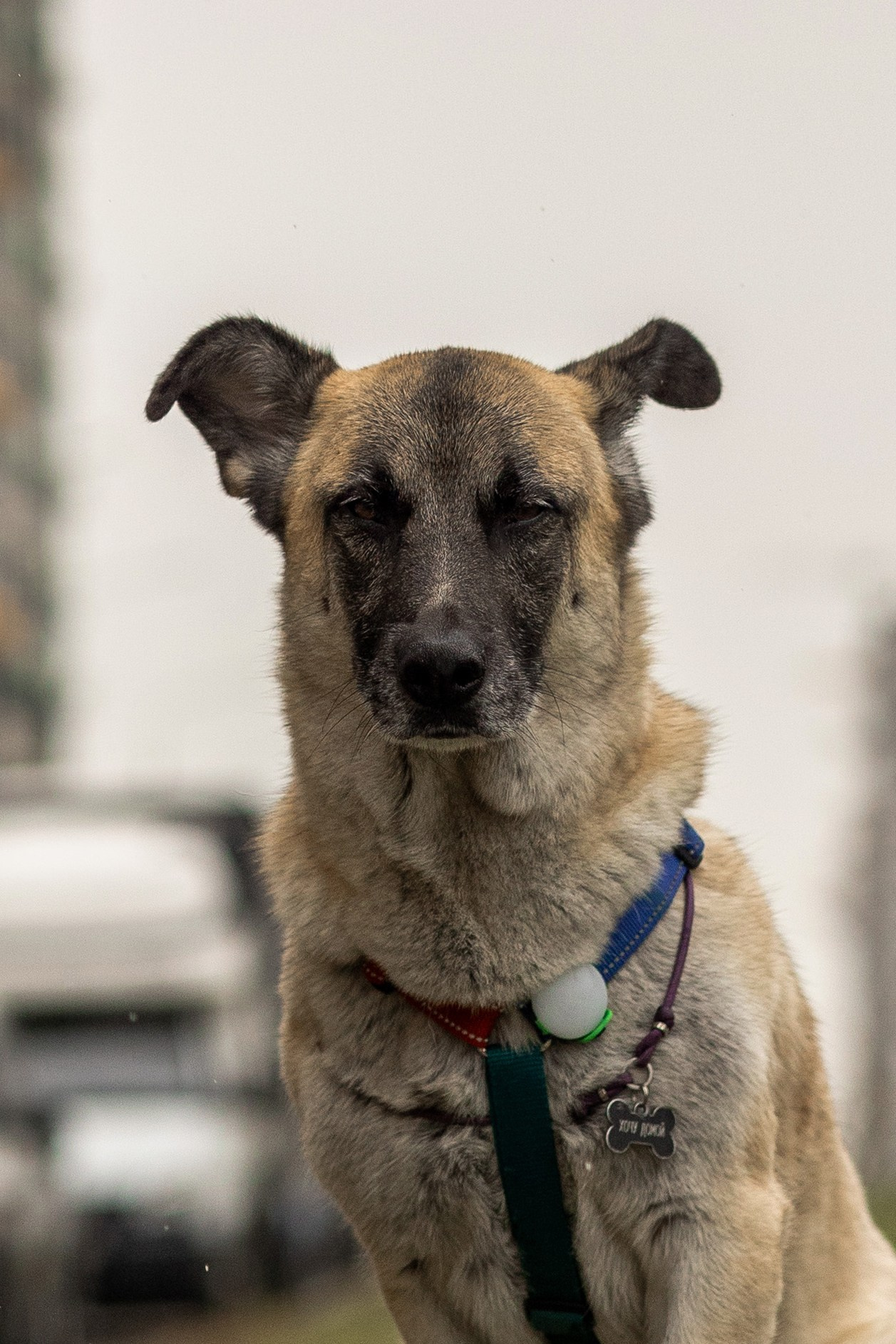 Съемка с собакой. Анастасия Белаш