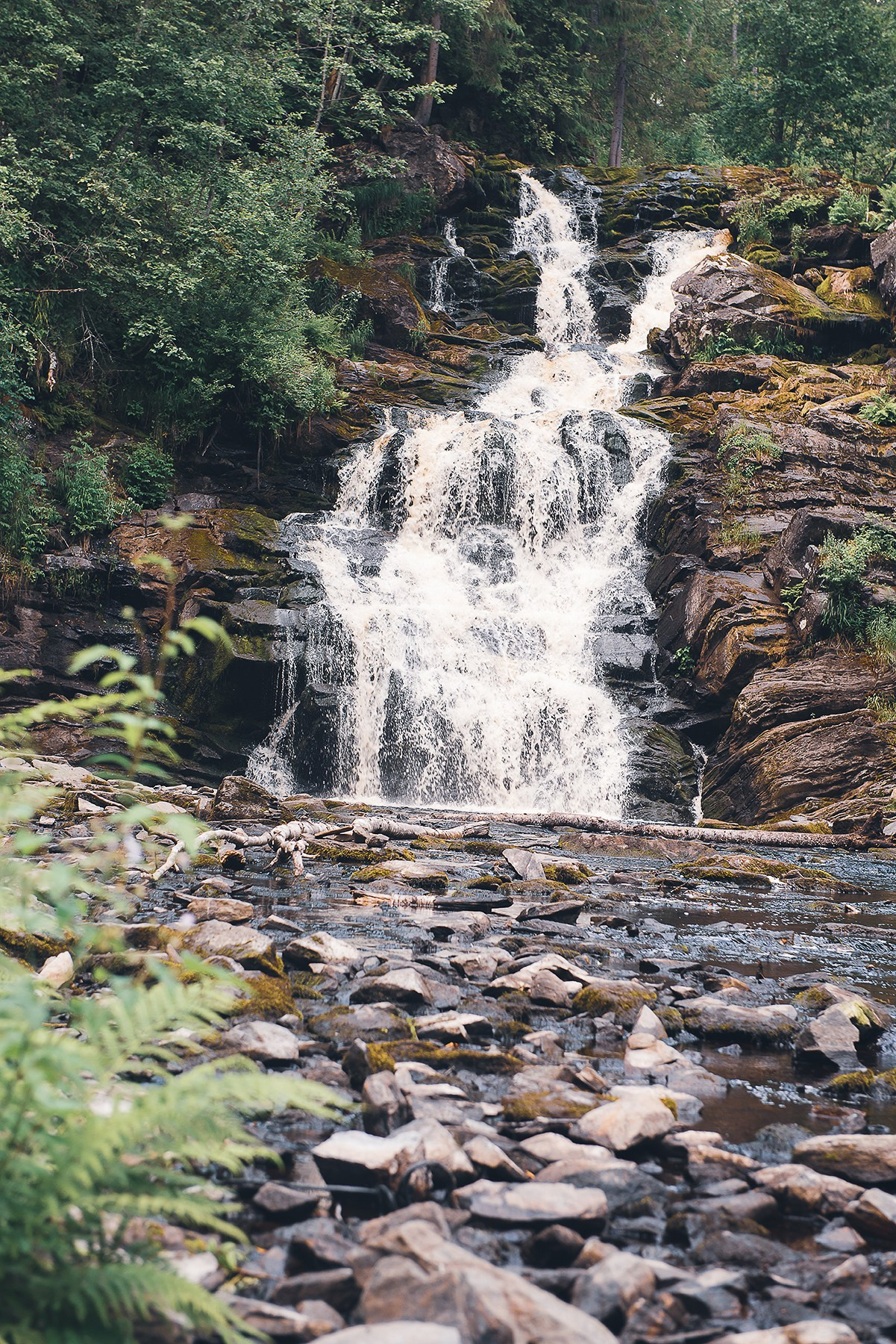 Карелия. Фотограф-анималист Наталья Светличная