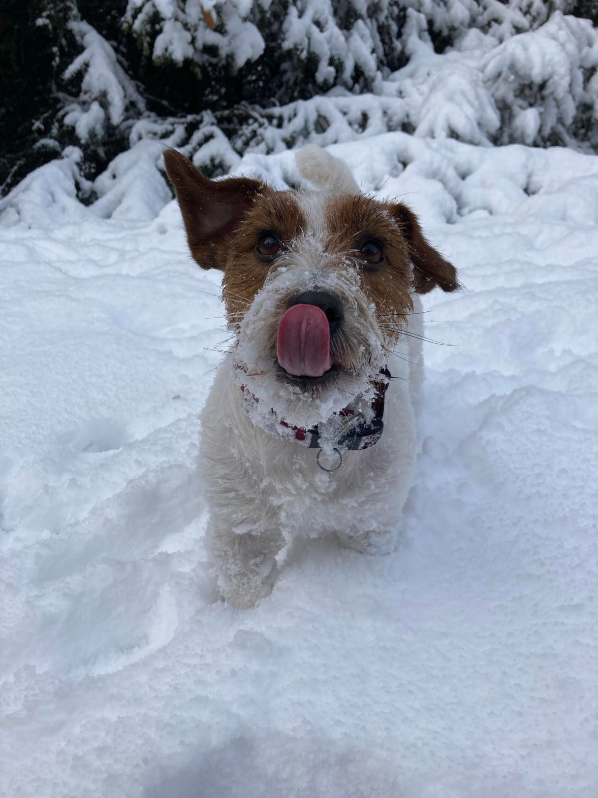 CM KIT_KAT. КАНЕ МАЭСТРО — питомник Джек рассел терьеров