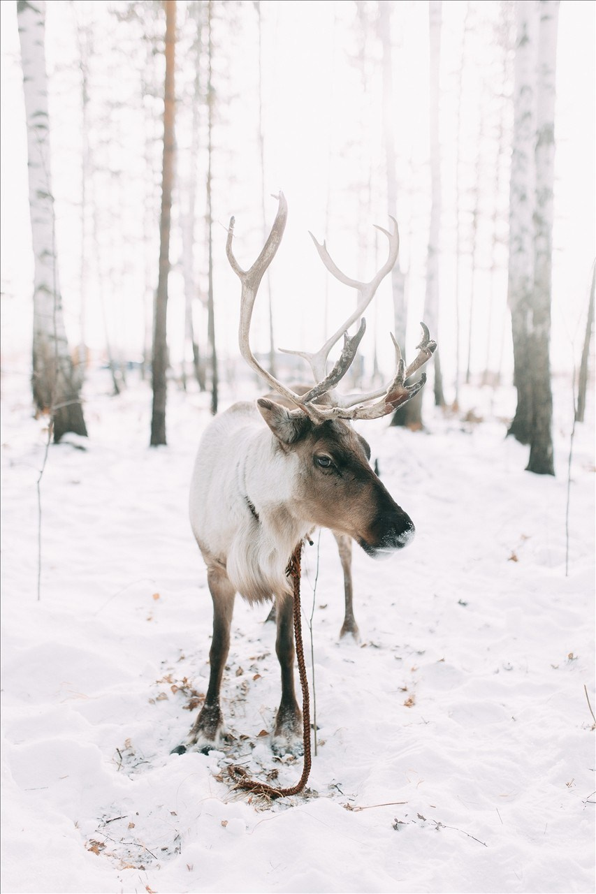 Стильная зимняя свадьба