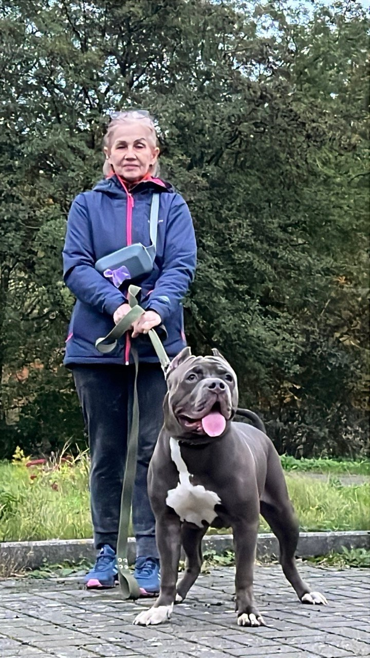 Hunter&Queenie, 13.01.25. Американские булли XL в г. Калининград. Питомник Great Bully UNIVERSE