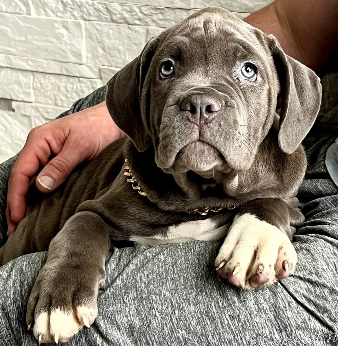 Hunter&Queenie, 10.09.25. Американские булли XL в г. Калининград. Питомник Great Bully UNIVERSE