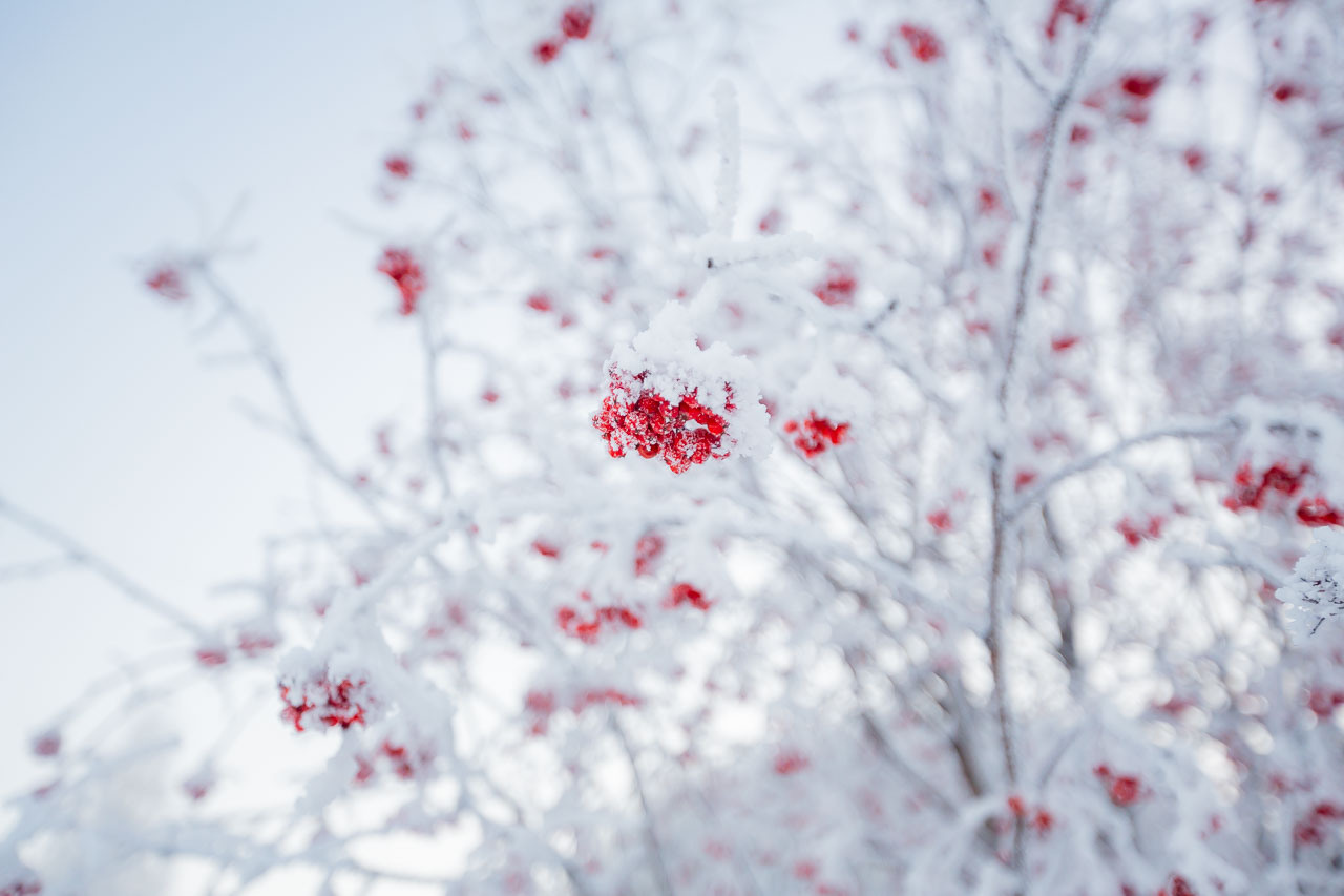Природа. Семейный и детский фотограф, фотограф новорожденных в Новокузнецке Ири