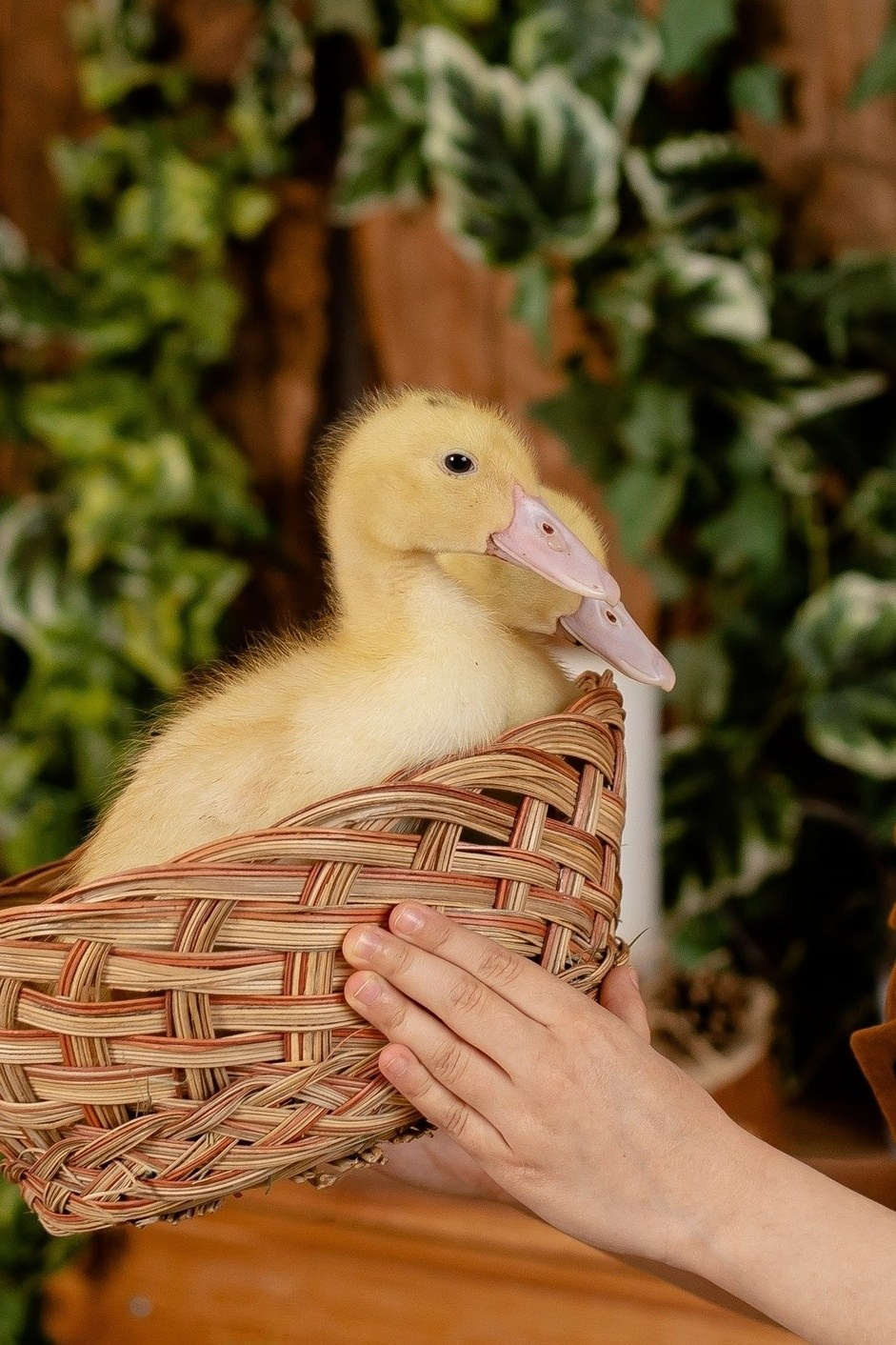 Пасхальные 2025. Семейный фотограф в Саратове Элоиза Ляпина