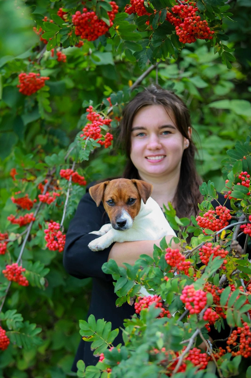 Джек рассел отзывы владельцев и покупателей щенков. CANE MAESTRO — kennel Jack Russell Terrier