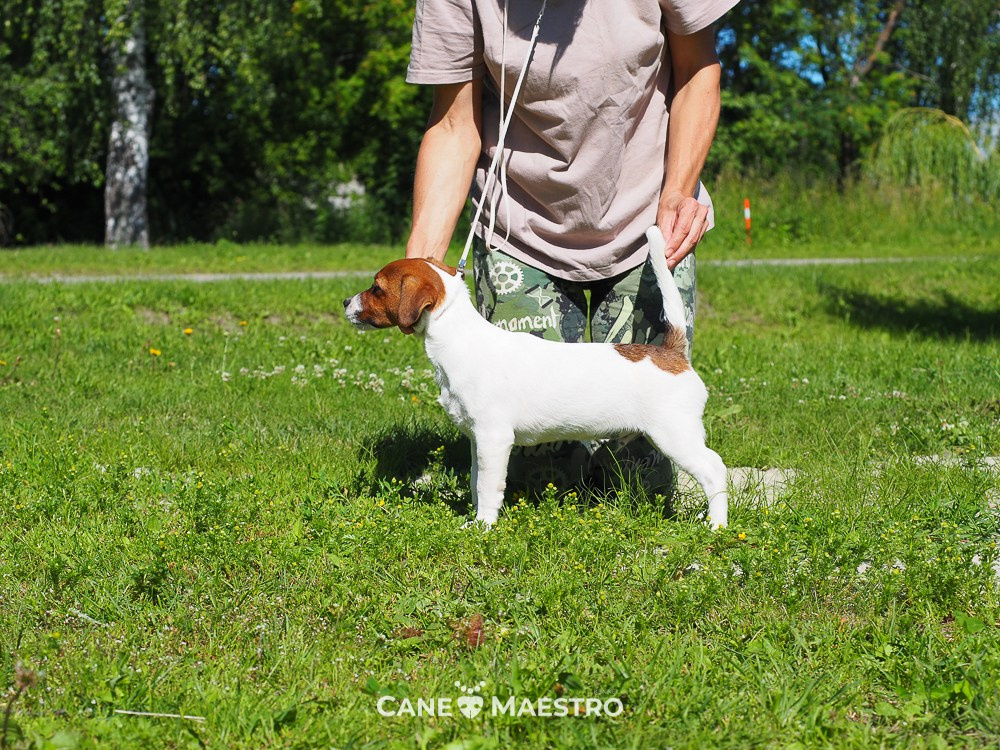 Мальчик 1 галерея. CANE MAESTRO — kennel Jack Russell Terrier