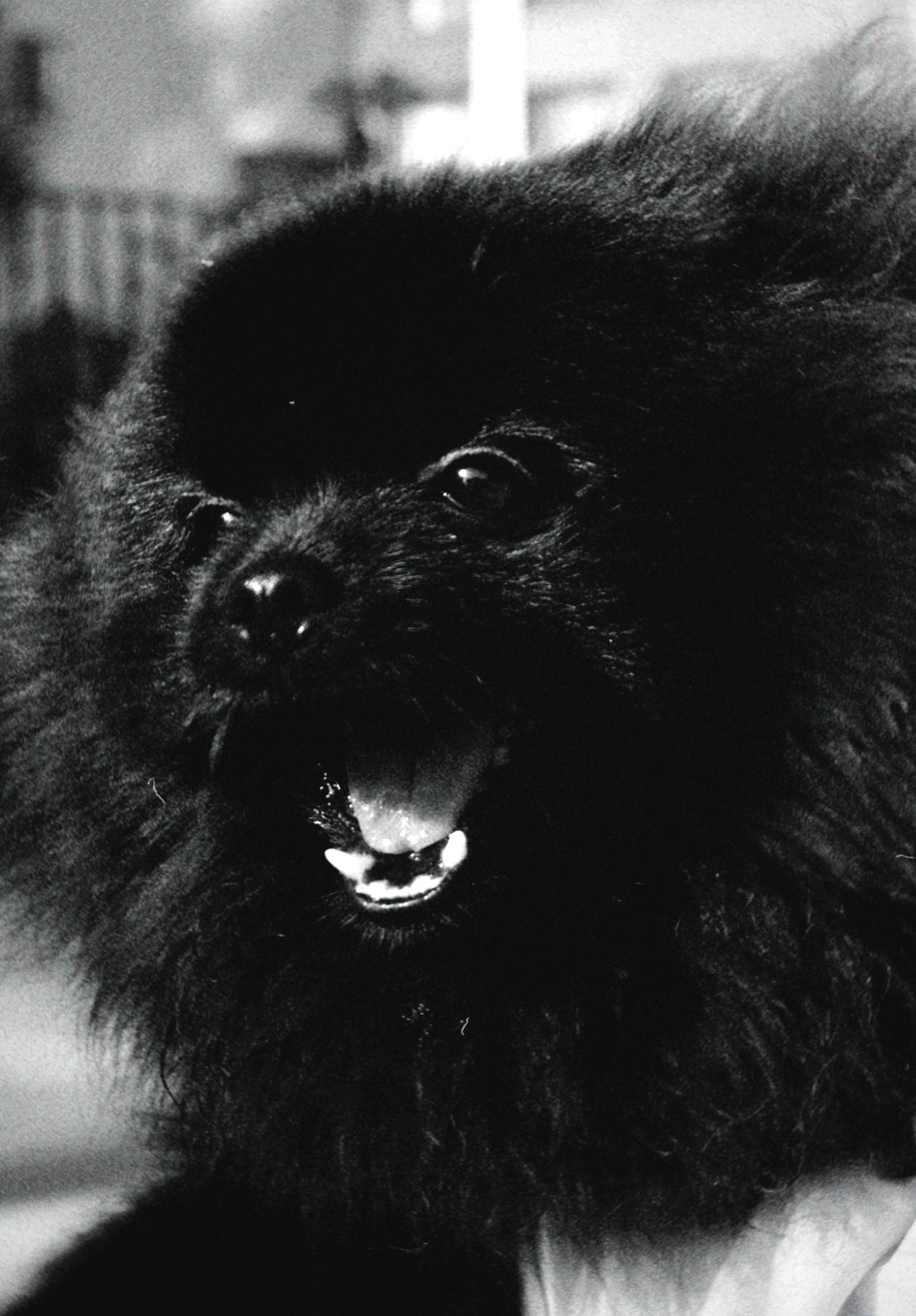 Питомцы. Татьян гертье