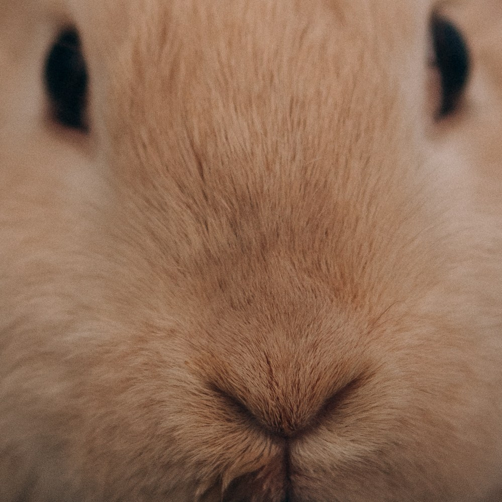 Семейная. Фотораф — анималист Мария Шистка