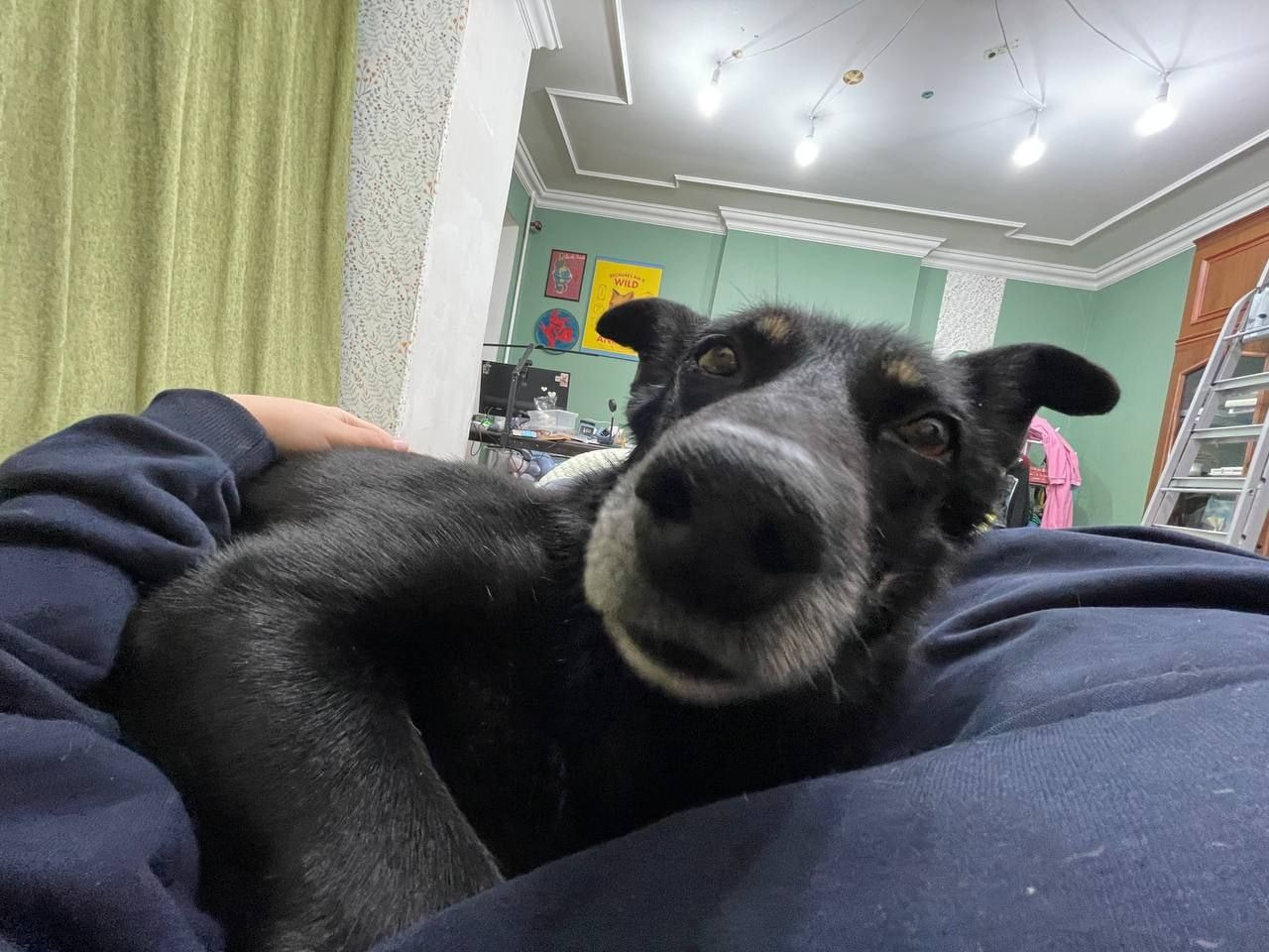 Уже дома. Забери домой друга