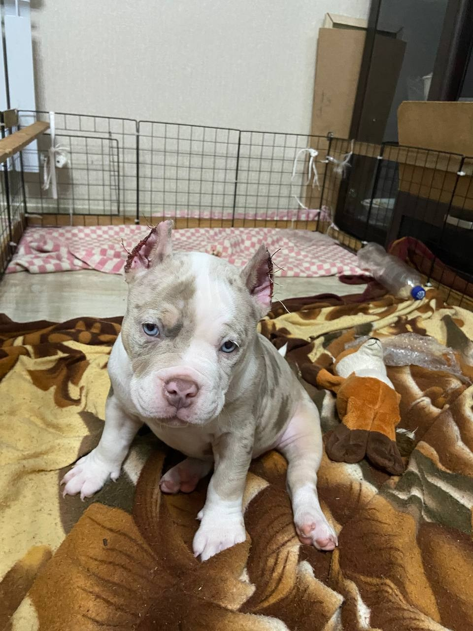 Свободные щенки Американский Булли, в типах покет, классик, стандарт. Американский Булли в г. Ростов-на-Дону. Питомник THE POWER OF SIBERIA