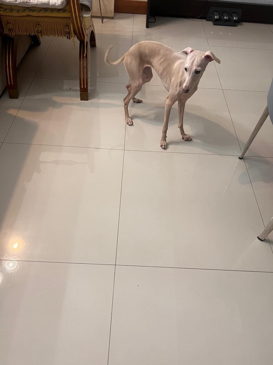 Jeremy & Jupiter. Профессиональный питомник левреток РКФ/FCI ASTI SAPPHIRE 💎 Сочи|Санкт-Петербург