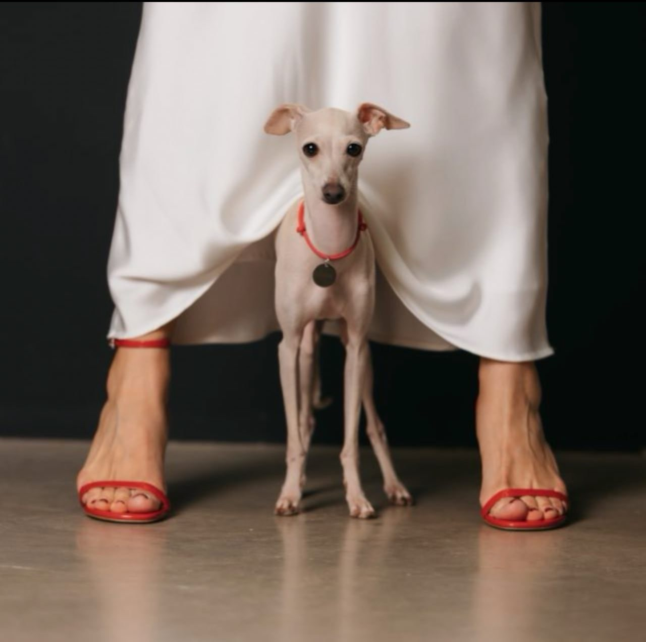 Профессиональный питомник левреток РКФ/FCI ASTI SAPPHIRE 💎 Сочи|Санкт-Петербург