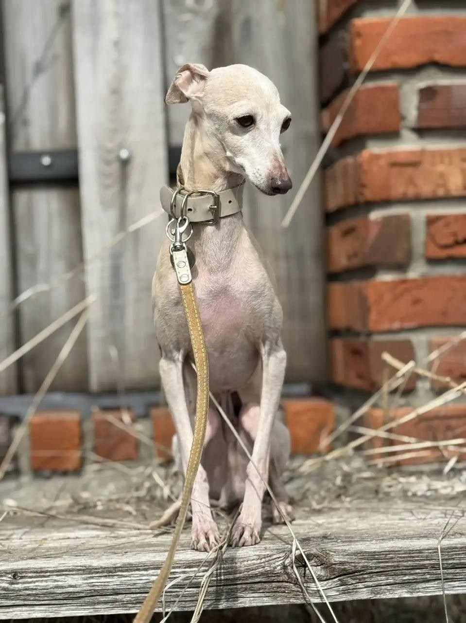 Белоснежные. Профессиональный питомник левреток РКФ/FCI ASTI SAPPHIRE 💎 Сочи|Санкт-Петербург