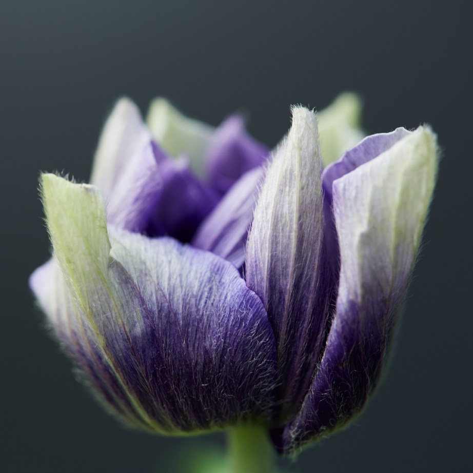 Коллекция «ПРИКОСНОВЕНИЕ». Лена Сми интерьерный и портретный фотограф. Москва и Санкт-Петербург