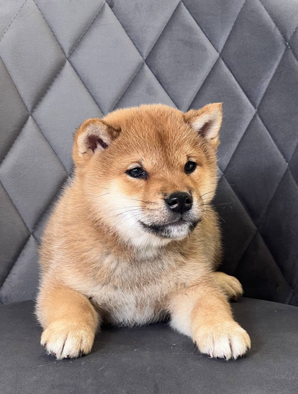 сиба питомник Рубилайт щенки на продажу rubylight  сиба щенки купить СПб Санкт-Петербург 