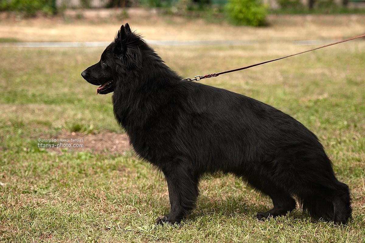 Экстерьерная фотосъёмка немецких овчарок. Фотограф собак, фотограф-анималист Аня Титова (Titanya). Москва