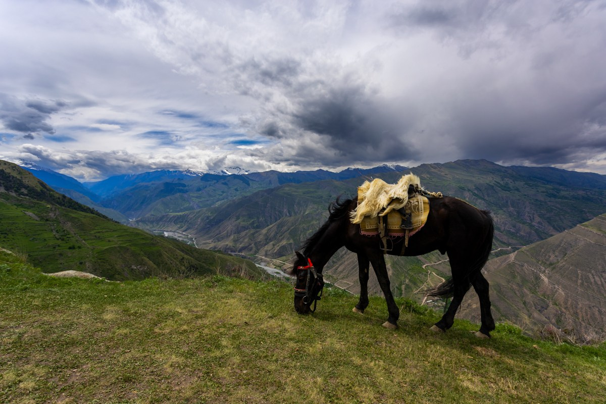 Животные. Photomantis