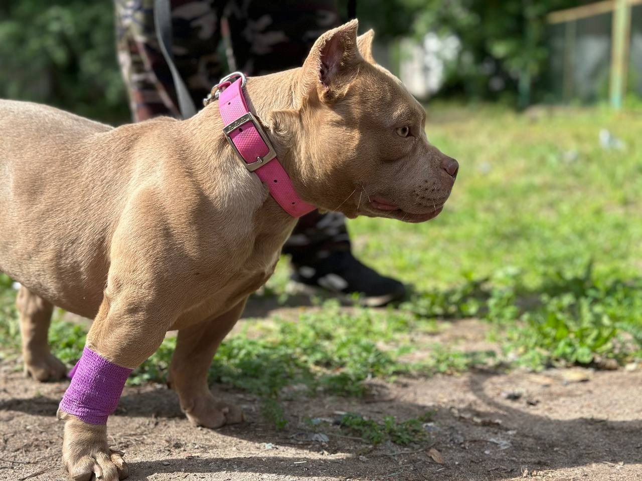 Minie Mouse. Питомник американских булли Bounty Pride Bully